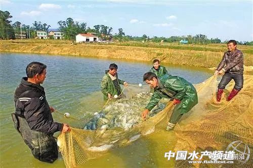 水产绿色养殖与高质量发展,水产生态健康养殖如何做