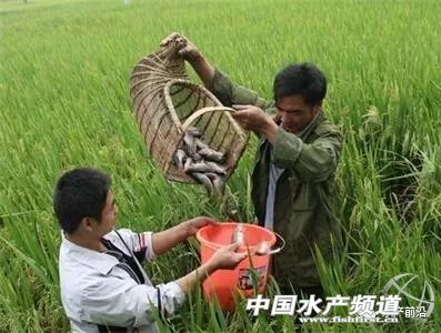 水产绿色养殖与高质量发展,水产生态健康养殖如何做