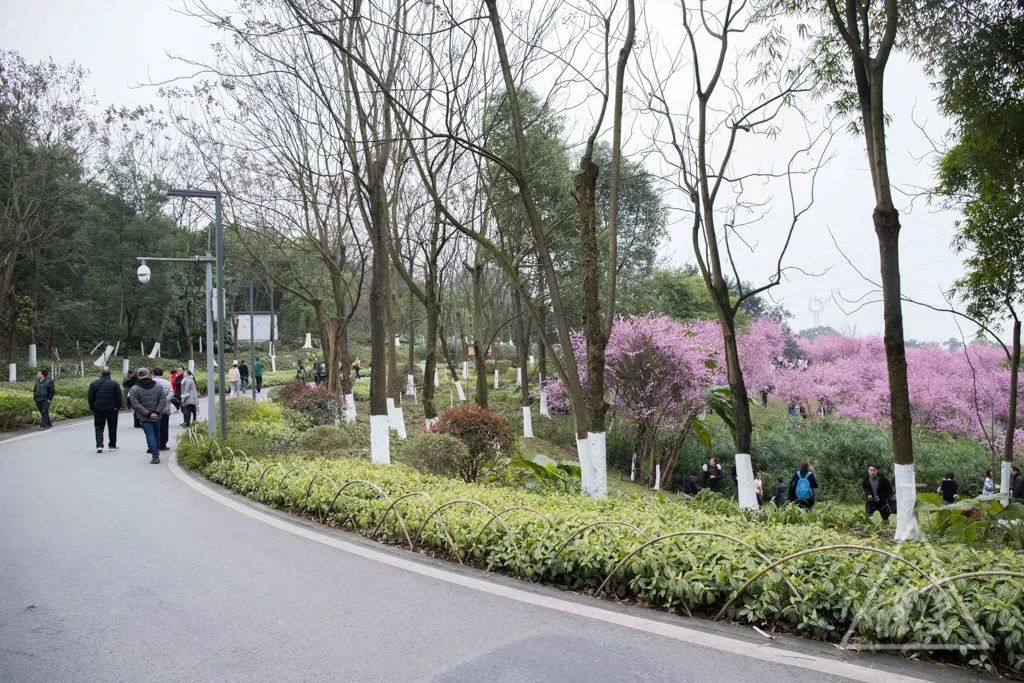 重庆最新旅游大全,重庆全集免费观看