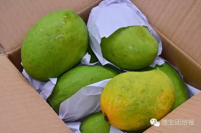 德宏景颇小伙弄丁眼里的电商经：缅甸“钻石”芒果惹人爱！