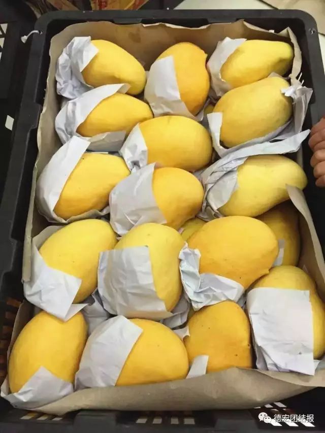 德宏景颇小伙弄丁眼里的电商经：缅甸“钻石”芒果惹人爱！