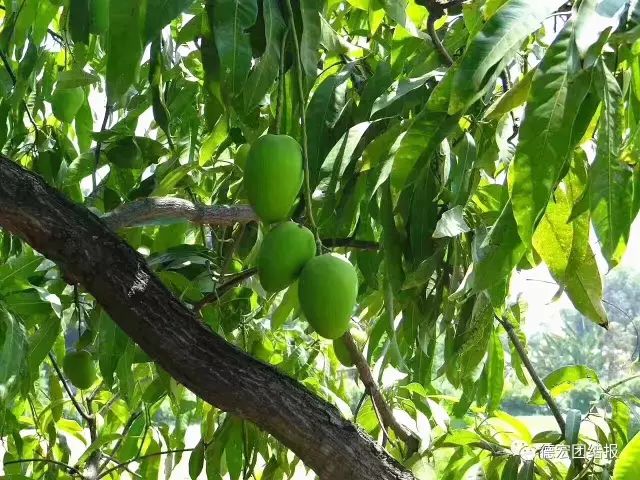 德宏景颇小伙弄丁眼里的电商经：缅甸“钻石”芒果惹人爱！