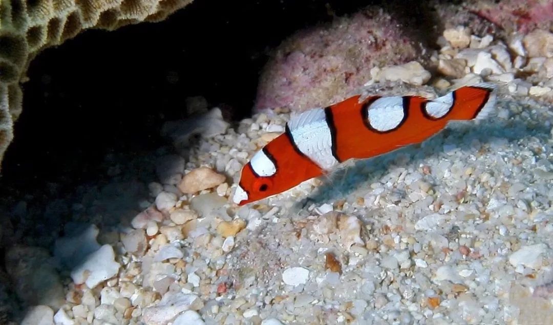 海水鱼外寄的方法,海水鱼外寄怎么处理