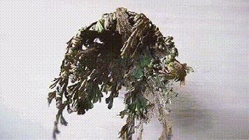 南非春夏复活草保湿水,南非不死草对皮肤的好处