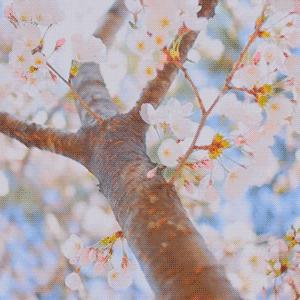 “樱花”是cherryflower？老外都要笑哭了