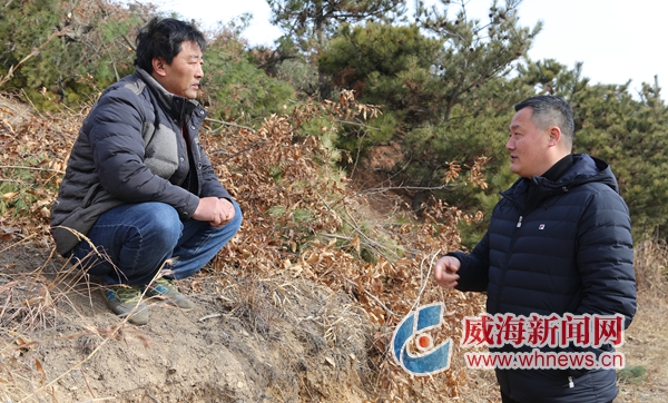 柞树养蝉的利润,柞木养的蚕虫