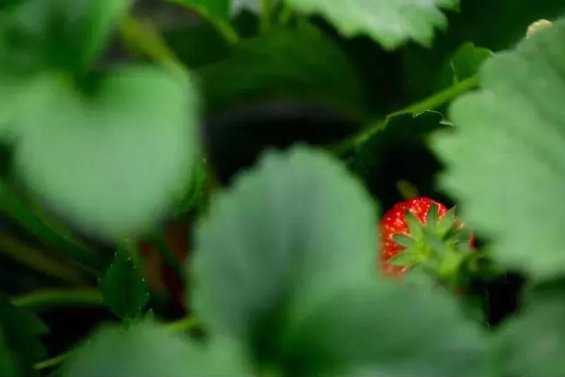 草莓爱马仕,草莓中的爱马仕测评