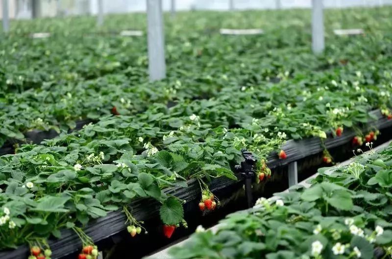 草莓爱马仕,草莓中的爱马仕测评