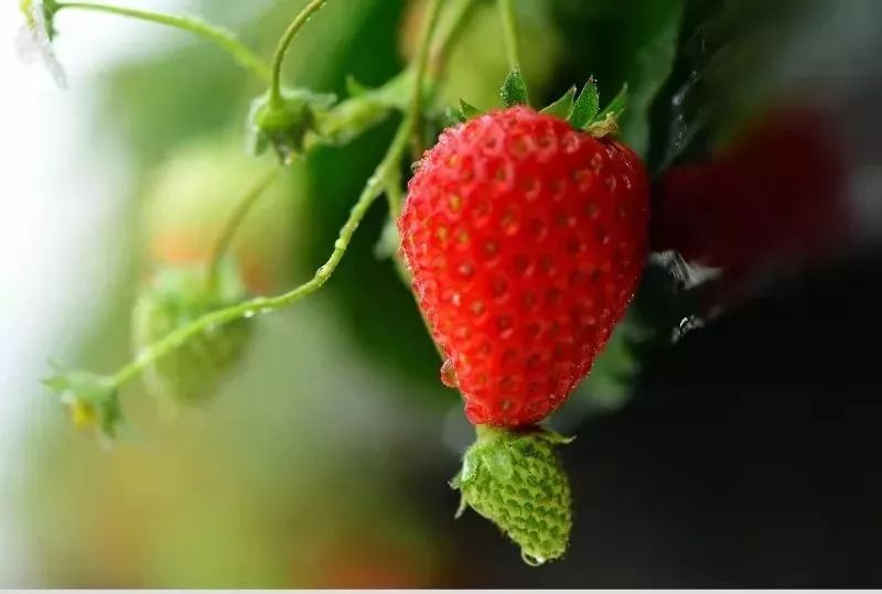 草莓爱马仕,草莓中的爱马仕测评