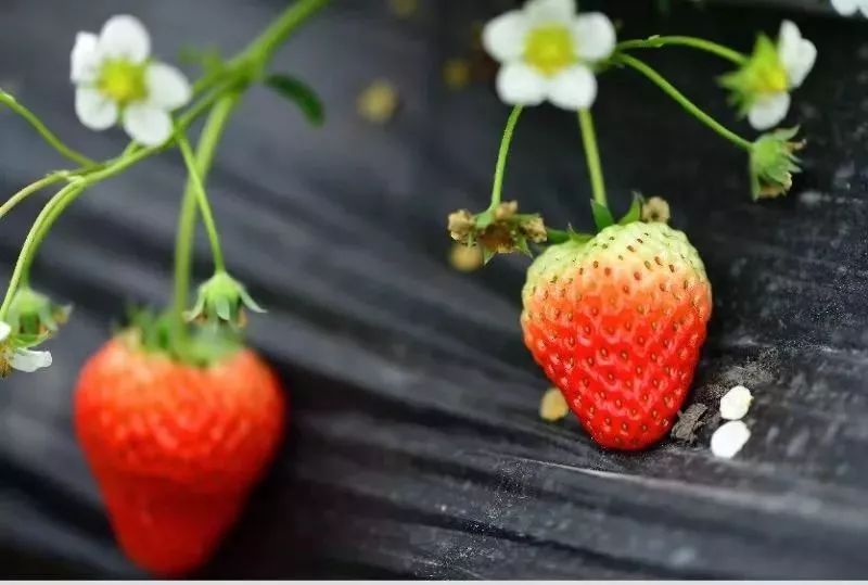 草莓爱马仕,草莓中的爱马仕测评