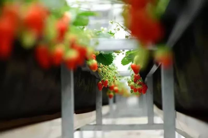 草莓爱马仕,草莓中的爱马仕测评