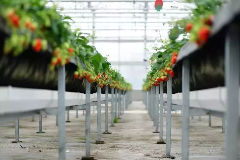 草莓爱马仕,草莓中的爱马仕测评