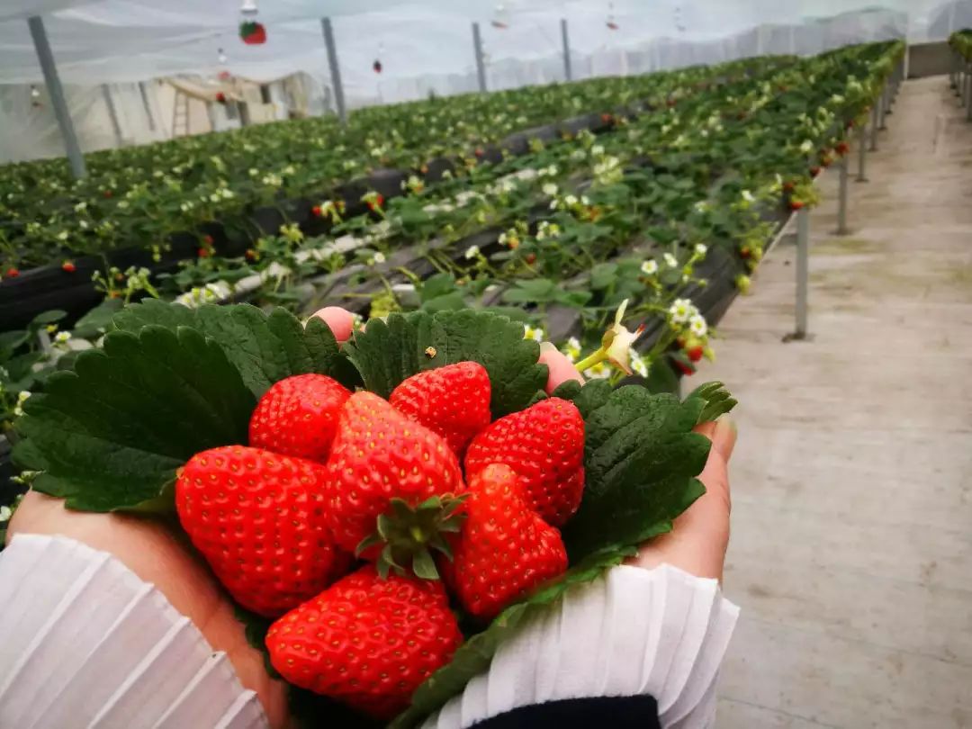 草莓爱马仕,草莓中的爱马仕测评