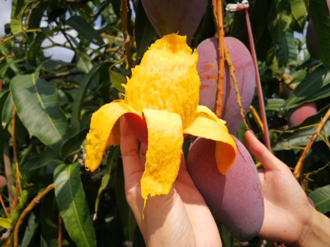 本周上新|番薯黄夹,贵妃芒,松茸金笋酱……一口吃掉一个春天!