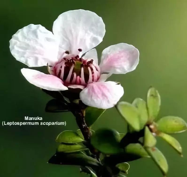 央视都推荐的新西兰国宝，1秒润喉，不咳嗽，口腔问题都好啦