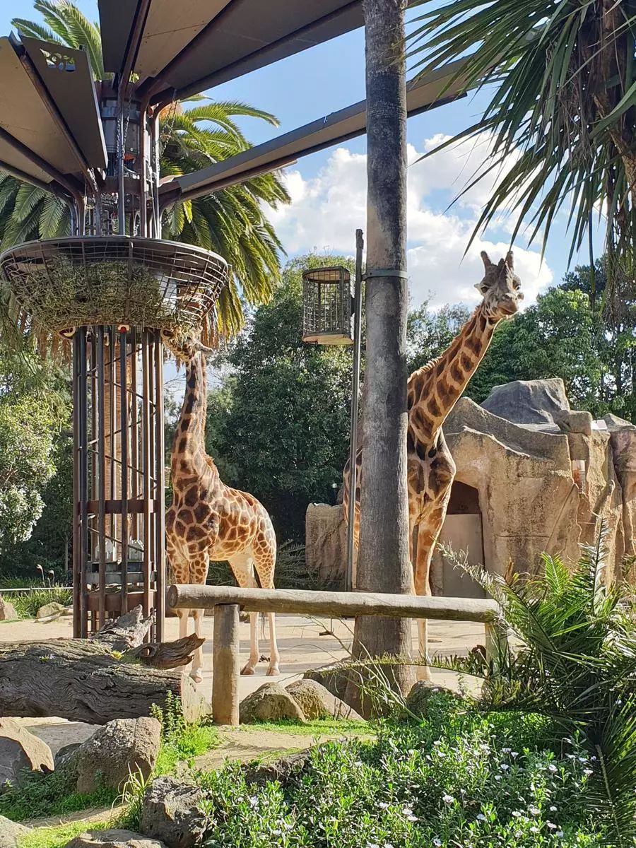 墨尔本是个包容性极强的城市,墨尔本是世界宜居城市吗