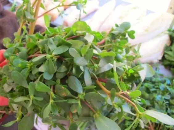 五种健康野菜常食养生,春天必吃的10大黄金野菜