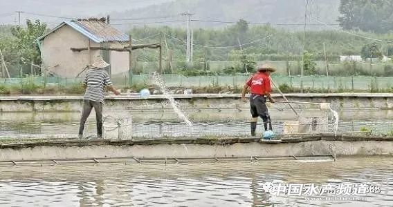 水产养殖专用消毒剂有哪些,水产养殖消毒剂有哪些