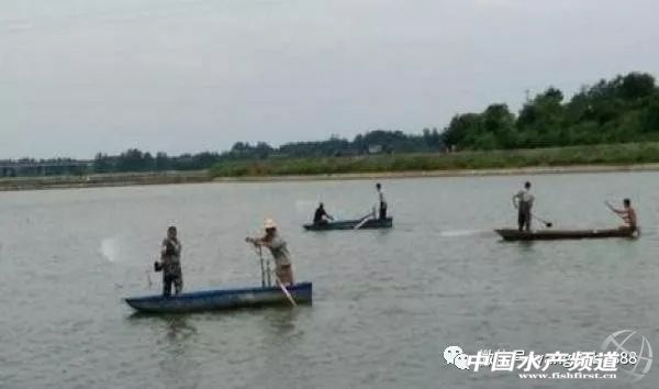 水产养殖专用消毒剂有哪些,水产养殖消毒剂有哪些