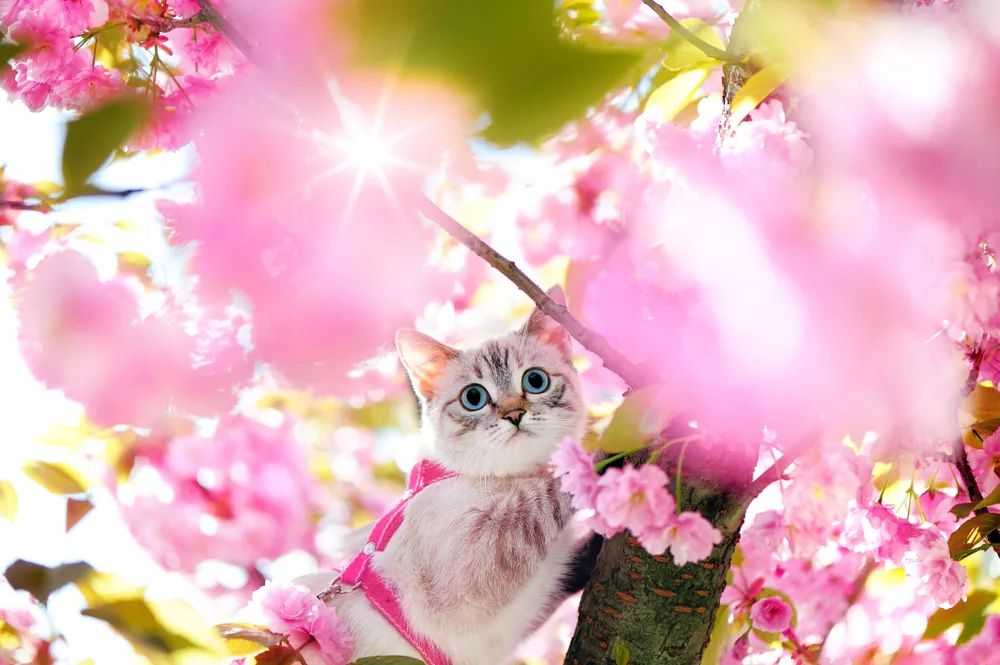 樱花猫爪杯是什么,樱花猫爪杯