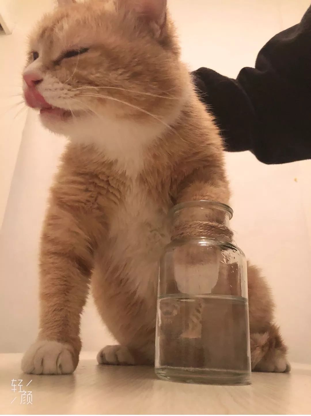 樱花猫爪杯是什么,樱花猫爪杯