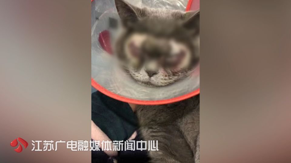 猫拉了双眼皮的感受,猫咪为啥拉双眼皮