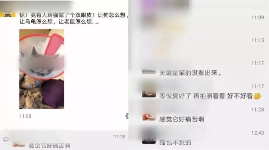 猫拉了双眼皮的感受,猫咪为啥拉双眼皮