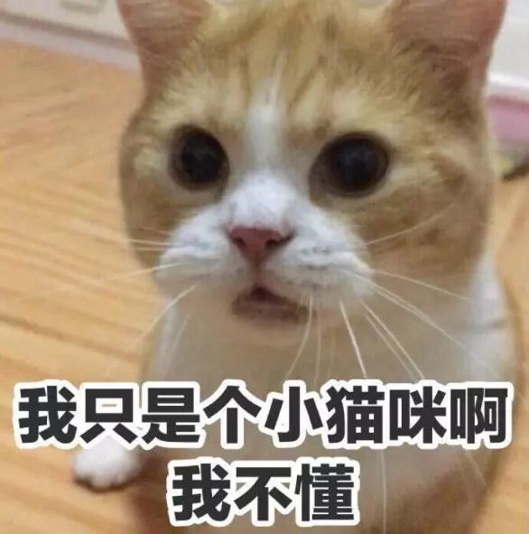 猫拉了双眼皮的感受,猫咪为啥拉双眼皮