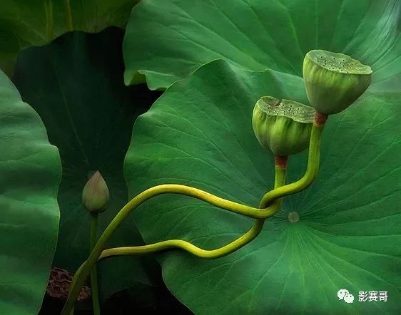 尼康肖像摄影大赛获奖作品欣赏,2021尼康获奖摄影作品欣赏