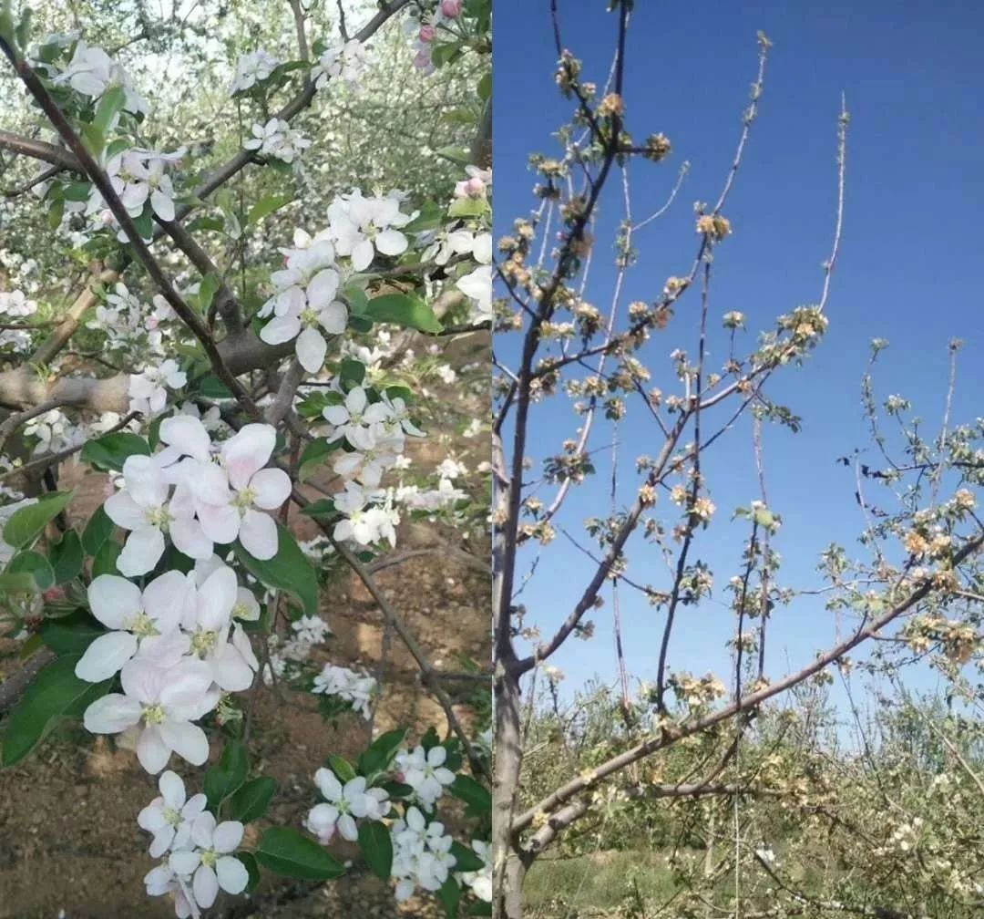 寡妇年真的有倒春寒吗,2019年是不是寡妇年