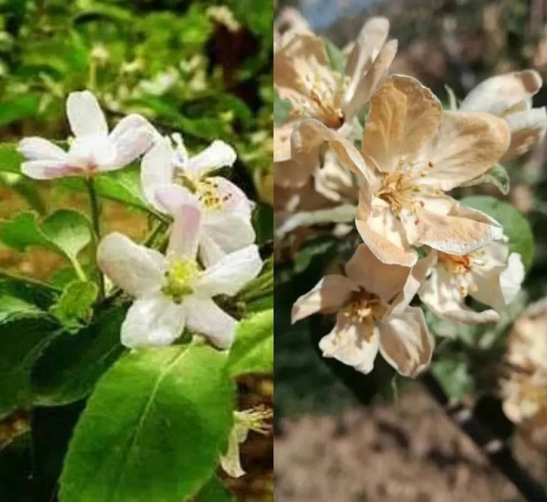 寡妇年真的有倒春寒吗,2019年是不是寡妇年