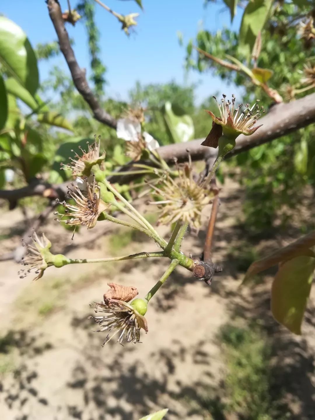 寡妇年真的有倒春寒吗,2019年是不是寡妇年