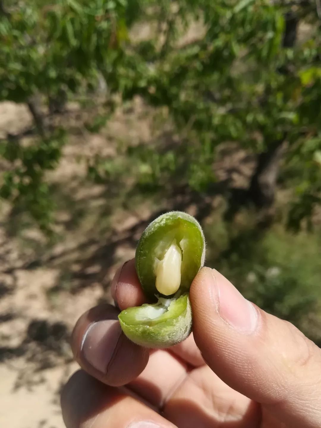 寡妇年真的有倒春寒吗,2019年是不是寡妇年