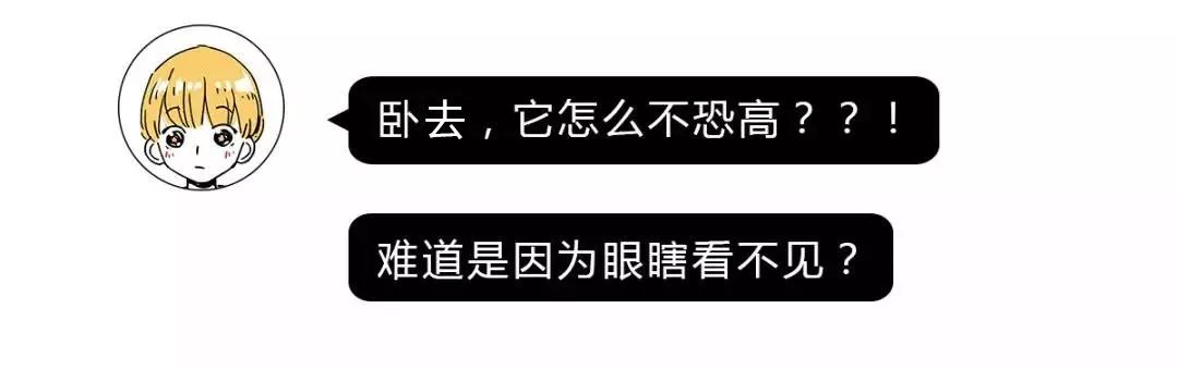 作为内蒙人，山羊这么牛的生物，竟然不了解？