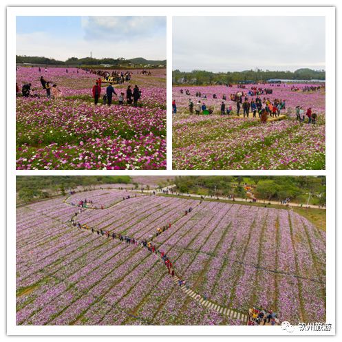 钦州花卉小镇旅游攻略,北部湾花卉小镇最佳观赏时间