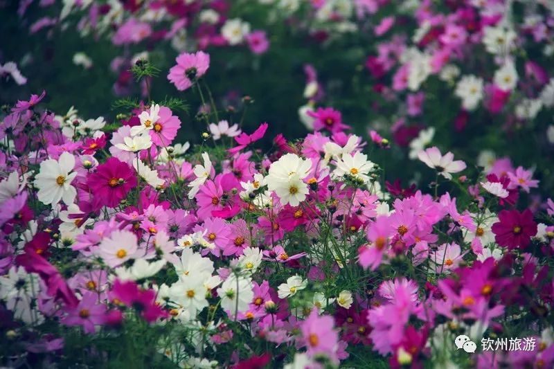 钦州花卉小镇旅游攻略,北部湾花卉小镇最佳观赏时间