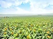 湛江市十大水果,湛江必吃的十大名果