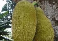 湛江市十大水果,湛江必吃的十大名果