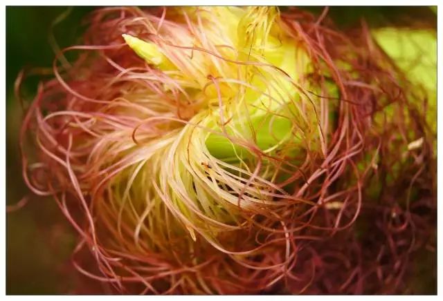 居家必备的10种中药值得收藏,新冠居家必备中药