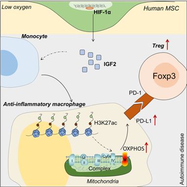 间充质干细胞是免疫治疗的吗,间充质干细胞能治疗哪些疾病