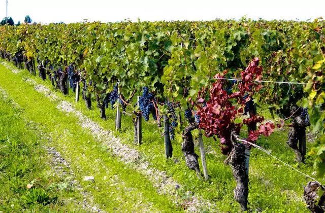 钃濈嫯搴勫洯姊呮礇绾㈣憽钀勯厭,闃冲厜涔嬪潯姊呮礇绾㈣憽钀勯厭