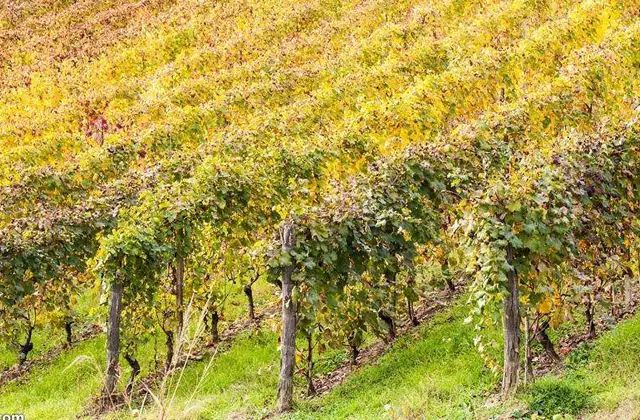 钃濈嫯搴勫洯姊呮礇绾㈣憽钀勯厭,闃冲厜涔嬪潯姊呮礇绾㈣憽钀勯厭