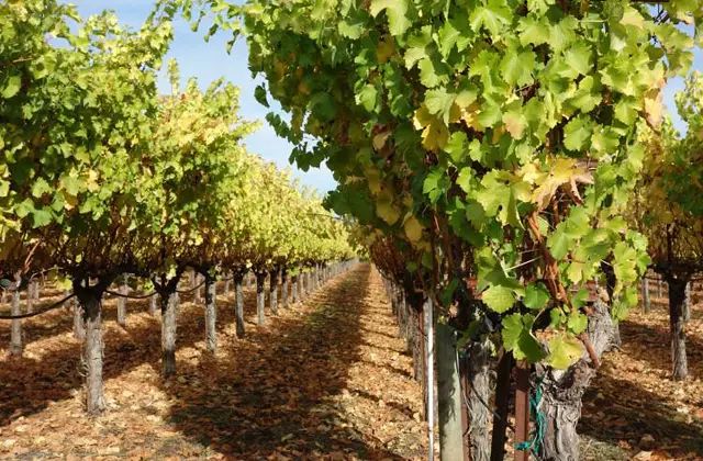 钃濈嫯搴勫洯姊呮礇绾㈣憽钀勯厭,闃冲厜涔嬪潯姊呮礇绾㈣憽钀勯厭