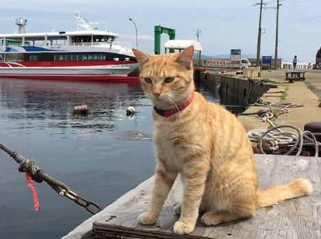日本东京动物园一日游攻略,日本最值得去的小动物