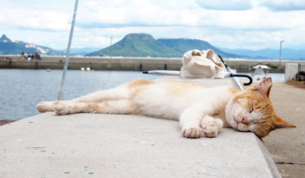 日本东京动物园一日游攻略,日本最值得去的小动物