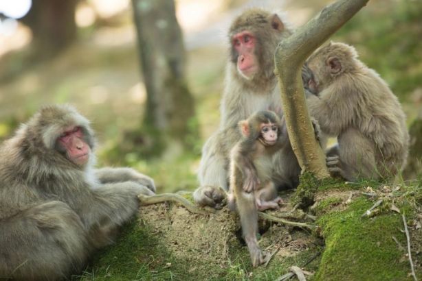 日本东京动物园一日游攻略,日本最值得去的小动物