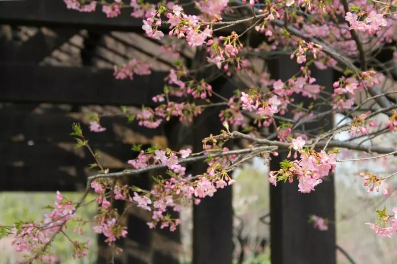 清明小长假上海旅游,上海清明小长假适合去哪旅游