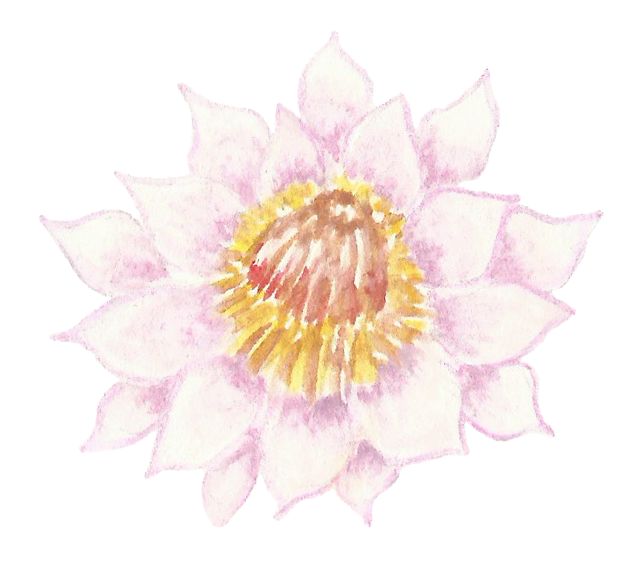 丹真绒布仁波切上师,丹真绒布上师祈请文