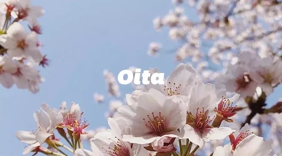 九州福冈樱花,九州樱花季旅游