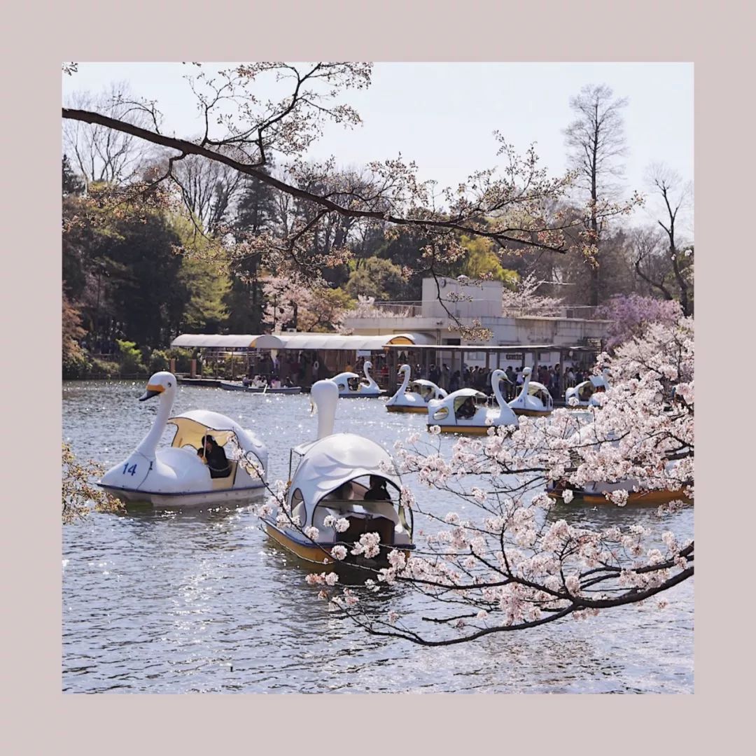 九州福冈樱花,九州樱花季旅游